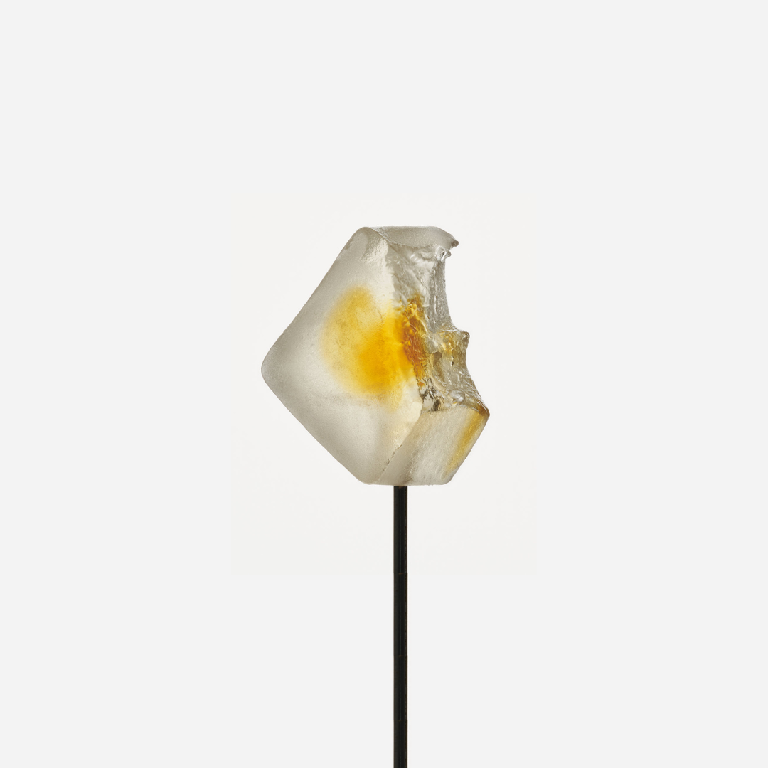 Focus Daily Functional Mushroom Gummies